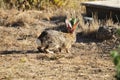 California Wildlife Series - Desert Cottontail Rabbit - Sylvilagus audubonii - Easter Bunny Royalty Free Stock Photo
