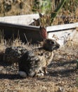 California Wildlife Series - Desert Cottontail Rabbit - Sylvilagus audubonii - Easter Bunny Royalty Free Stock Photo