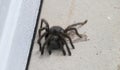 California Wildlife Series - California Ebony Tarantula - Aphonopelma eutylenum