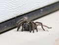 California Wildlife Series - California Ebony Tarantula - Aphonopelma eutylenum