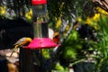 California Wildlife Series - Hooded Oriole - Icterus cuculatus