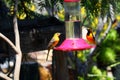 California Wildlife Series - Hooded Oriole - Icterus cuculatus