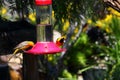 California Wildlife Series - Hooded Oriole - Icterus cuculatus