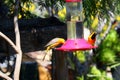 California Wildlife Series - Hooded Oriole - Icterus cuculatus