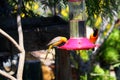 California Wildlife Series - Hooded Oriole - Icterus cuculatus