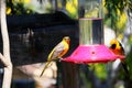 California Wildlife Series - Hooded Oriole - Icterus cuculatus