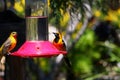 California Wildlife Series - Hooded Oriole - Icterus cuculatus