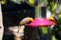 California Wildlife Series - Hooded Oriole - Icterus cuculatus