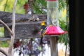 California Wildlife Series - Hooded Oriole Male and Female Feeding at Hummingbird Feeder - Icterus cucullatus