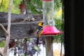 California Wildlife Series - Hooded Oriole Male and Female Feeding at Hummingbird Feeder - Icterus cucullatus