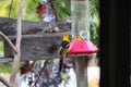 California Wildlife Series - Hooded Oriole Male and Female Feeding at Hummingbird Feeder - Icterus cucullatus