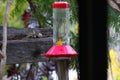 California Wildlife Series - Hooded Oriole Female Feeding at Hummingbird Feeder - Icterus cucullatus