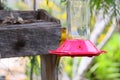 California Wildlife Series - Hooded Oriole Female Feeding at Hummingbird Feeder - Icterus cucullatus