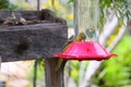 California Wildlife Series - Hooded Oriole Female Feeding at Hummingbird Feeder - Icterus cucullatus