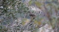 California Wildlife Series - Northern Mockingbird - mimus polyglottos - in an olive tree Royalty Free Stock Photo