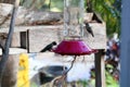 California Wildlife Series - Pair of Anna Hummingbirds at feeder - Calypte Anna