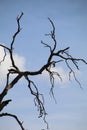 California Wildlife Series - Ramona Grasslands Preserve - Oak Tree with Rocks