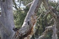 California Wildlife Series - Red Black White feathered Acorn Woodpecker - Pair on a tree - Melanerpes formicivorus