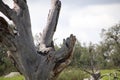 California Wildlife Series - Red Black White feathered Acorn Woodpecker - Pair on a tree - Melanerpes formicivorus