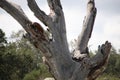 California Wildlife Series - Red Black White feathered Acorn Woodpecker - Pair on a tree - Melanerpes formicivorus