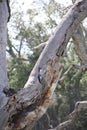 California Wildlife Series - Red Black White feathered Acorn Woodpecker - Pair on a tree - Melanerpes formicivorus