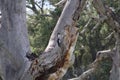 California Wildlife Series - Red Black White feathered Acorn Woodpecker - Pair on a tree - Melanerpes formicivorus