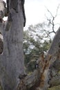 California Wildlife Series - Red Black White feathered Acorn Woodpecker - Pair on a tree - Melanerpes formicivorus