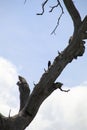 California Wildlife Series - Red Black White feathered Acorn Woodpecker - Pair on a tree - Melanerpes formicivorus