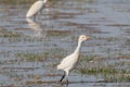 California Wildlife Series - Western Cattle Egret - Bubulcus ibis - Salton Sea Royalty Free Stock Photo