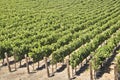 California Wine Country Royalty Free Stock Photo