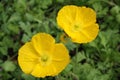 California Yellow Poppy at Ferrari Carano Winery Royalty Free Stock Photo