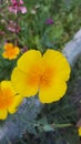 California yellow poppy