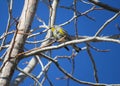 California Yellow-rumped Warbler