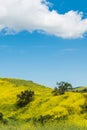 California yellow wild flowers blooming