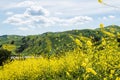 California yellow wild flowers blooming