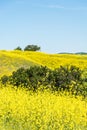 California yellow wild flowers blooming