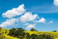 California yellow wild flowers blooming