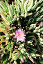 Californian coastal plant, ice flower Royalty Free Stock Photo