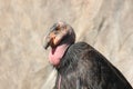 Californian condor (Gymnogyps californianus)