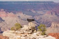 USA - Condor and the Grand Canyon