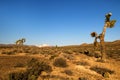 Desert landscape with bush, shrubs and cactuses, view of the snowy mountain on the back, cactus tree in front of dry wild land