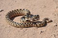 Californian desert glossy snake, mohave desert, california Royalty Free Stock Photo