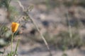 Californian or golden poppy with blurred grey brown background