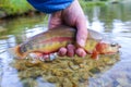 Californian golden trout caught and released in a high elevation lake in Idaho