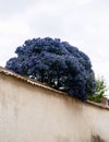 Californian Lilac Ceanothus in a Country Cottage Garden in Rural Devon