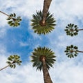 Californian palm against blue sky in Beverley Hills in Los Angeles