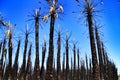 Californian palm trees burned by fire