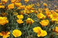 Californian poppies or Eschscholzia californica, lively bright golden orange flowers covering meadows in Tenerife, Canary Islands Royalty Free Stock Photo