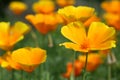 Californian poppies in the garden