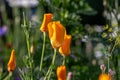 Californian poppies in the sunshine, with a shallow depth of field Royalty Free Stock Photo